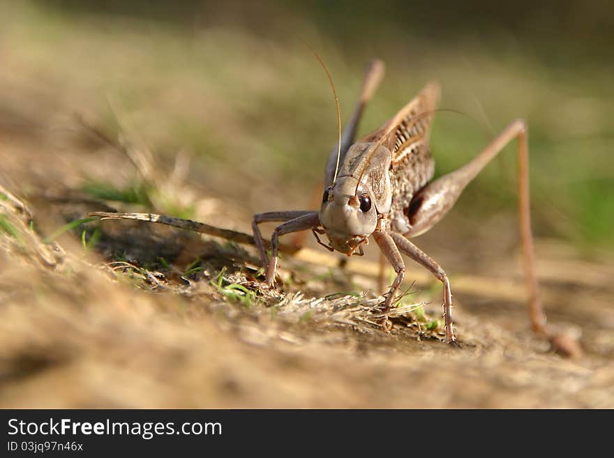 Grasshopper