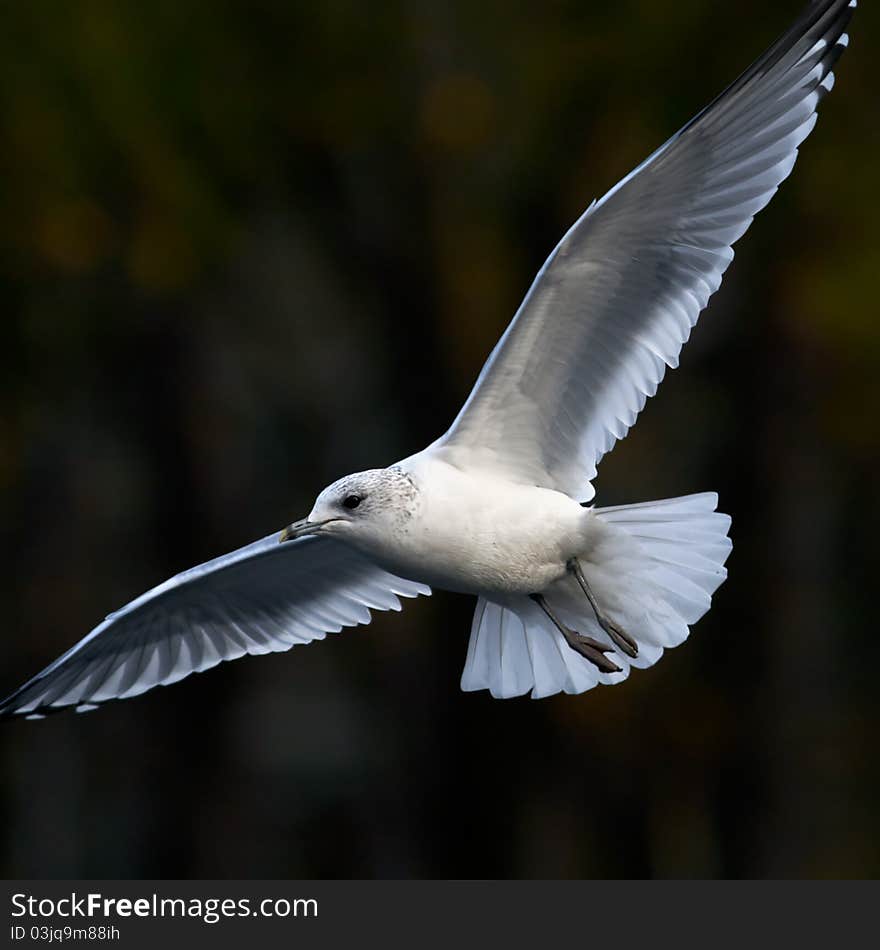 Herring gull