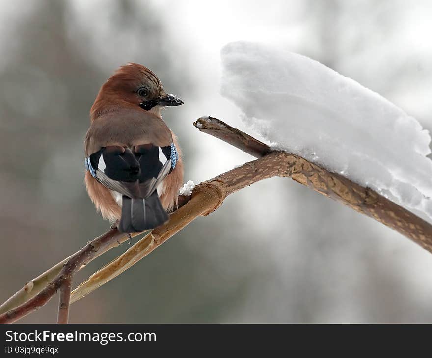 Jay portrait on branch with snowdrift