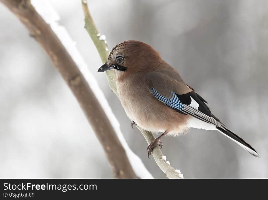 Jay sitting on branch - portrait in winter forest. Jay sitting on branch - portrait in winter forest