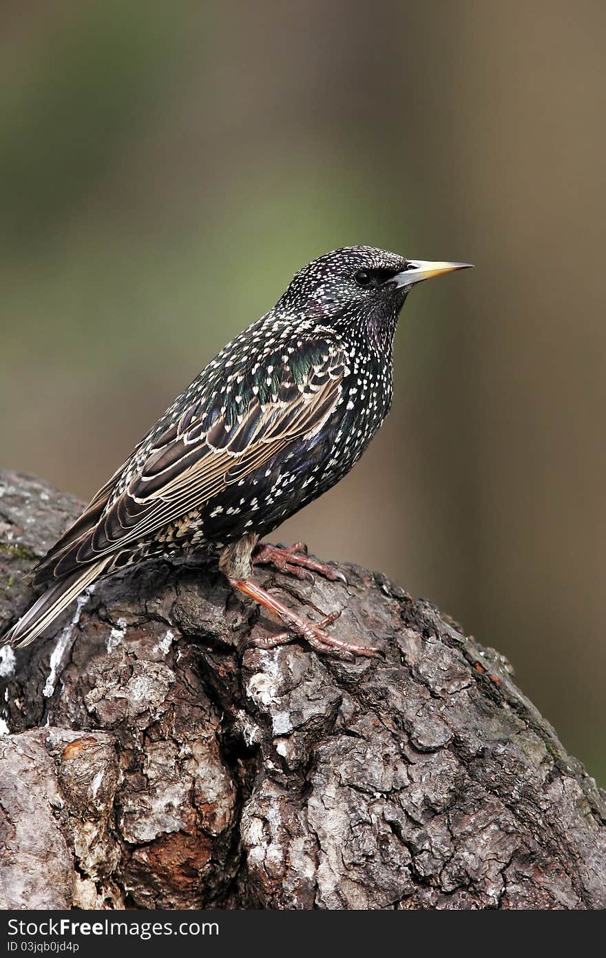 Starling portrait