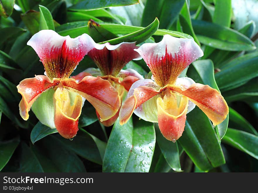 Beautiful paphiopedilum on plant