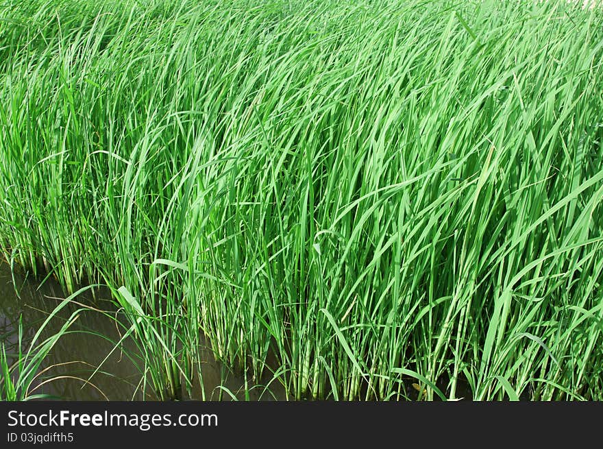 Rice farm