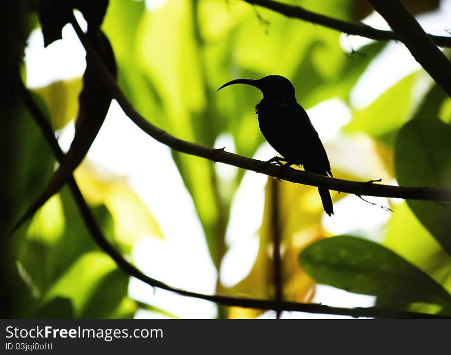 Long-beak bird,fauna representative of Sri Lanka. Long-beak bird,fauna representative of Sri Lanka