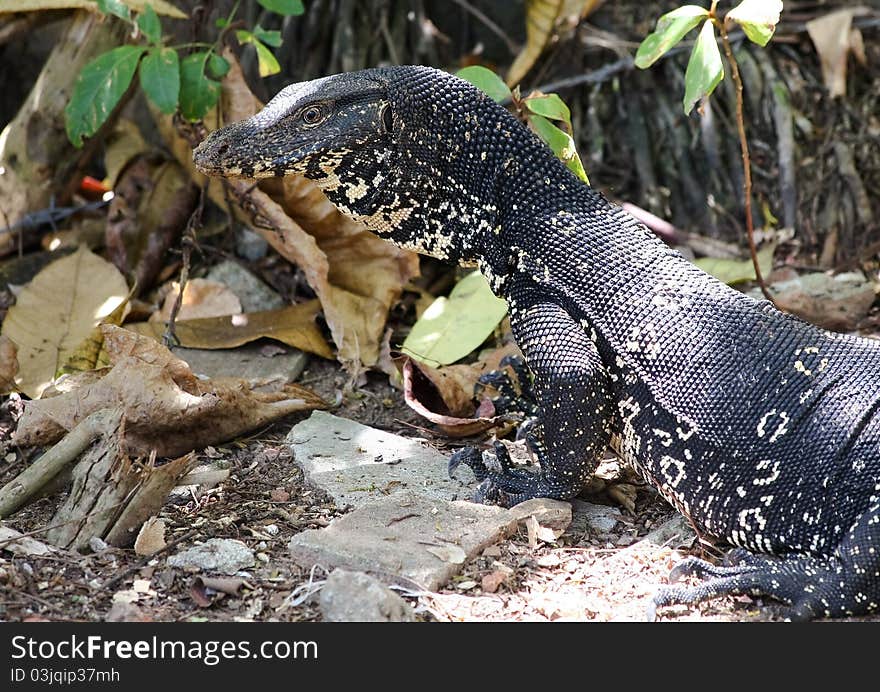 Monitor lizard