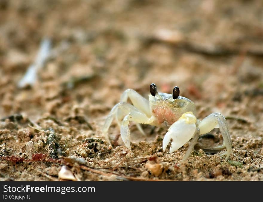 Sand crab