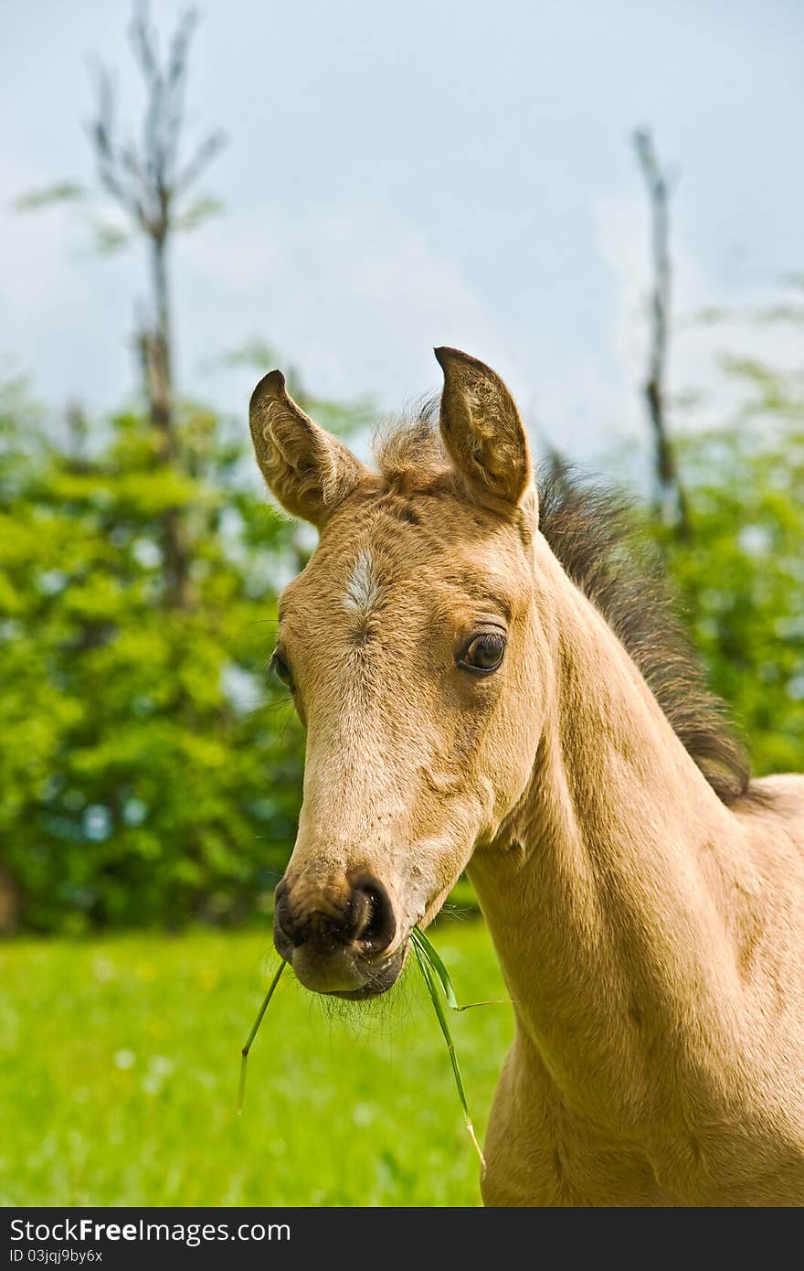 Little nice horse on the grass. Little nice horse on the grass.