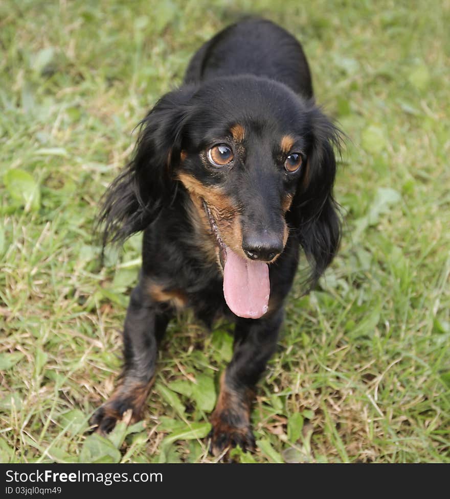 Little dachshund waiting for aport on grass.