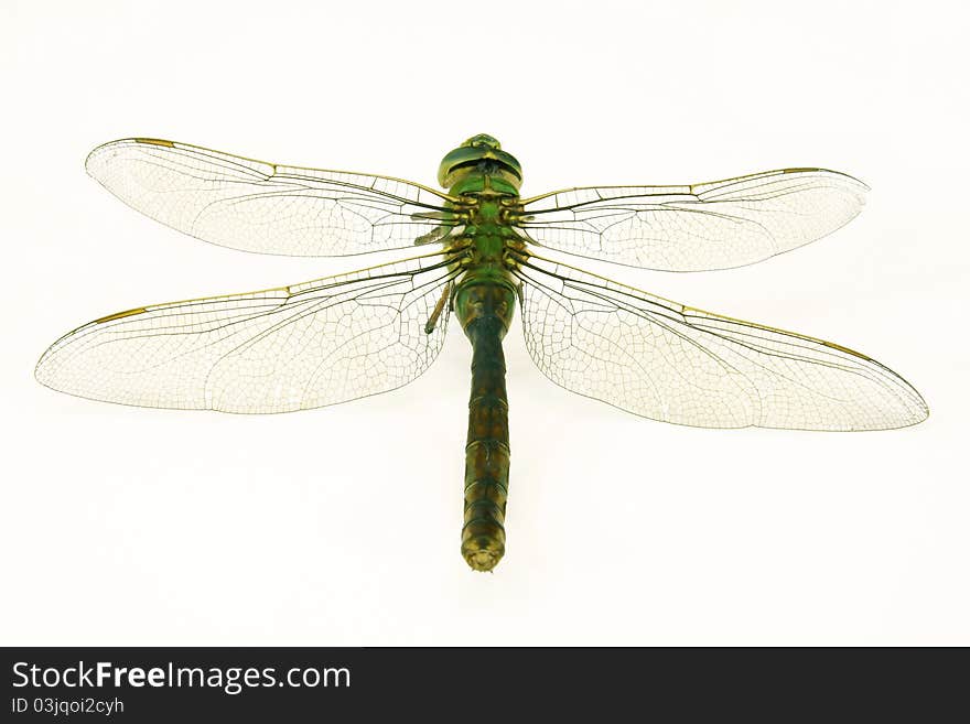 Dragonfly in white backgroung, isolated