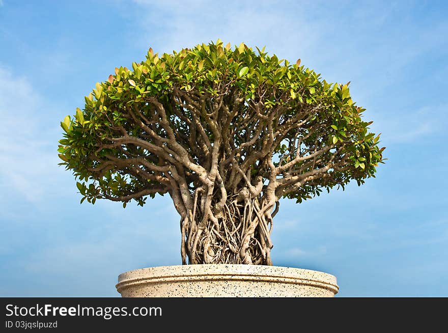 A bonsai tree with blue sky background