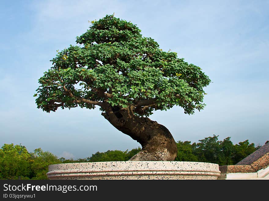 A bonsai tree with  blue sky background