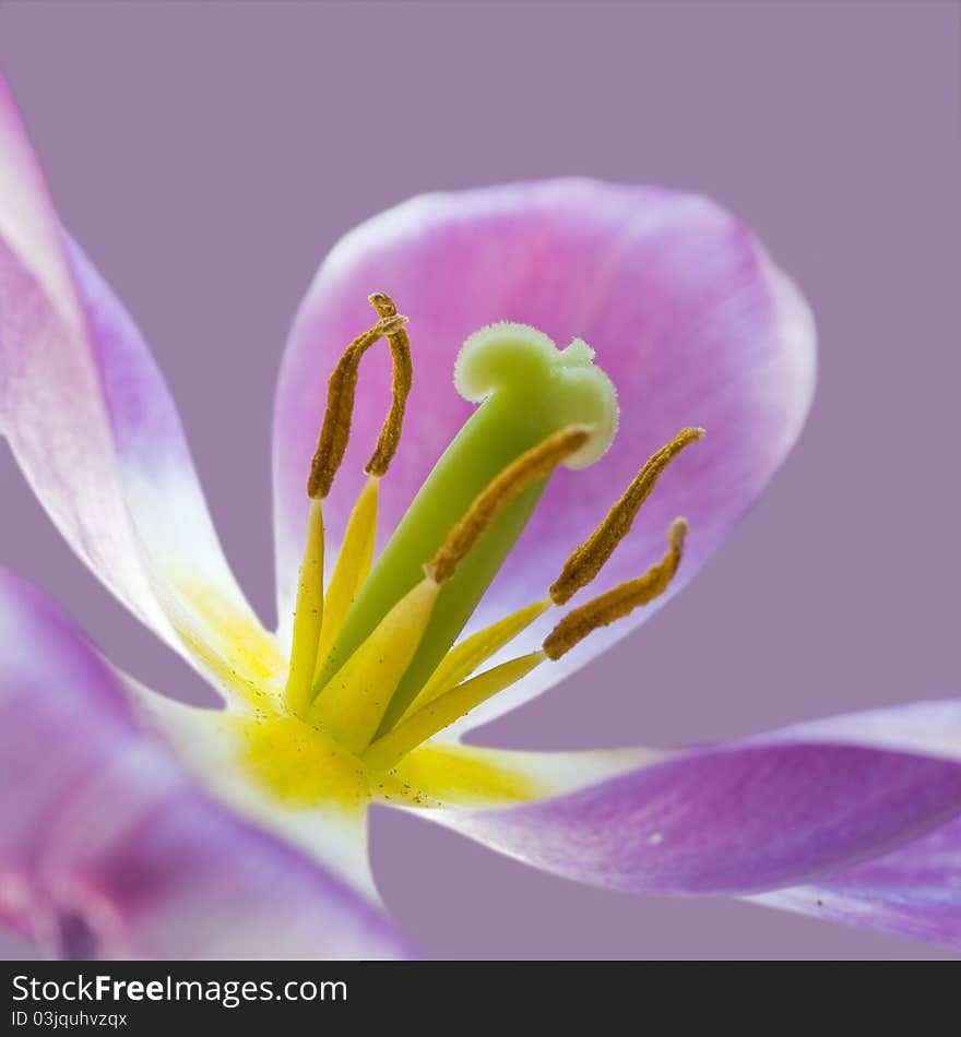 Pestle and stamens of the opened tulip. Pestle and stamens of the opened tulip.