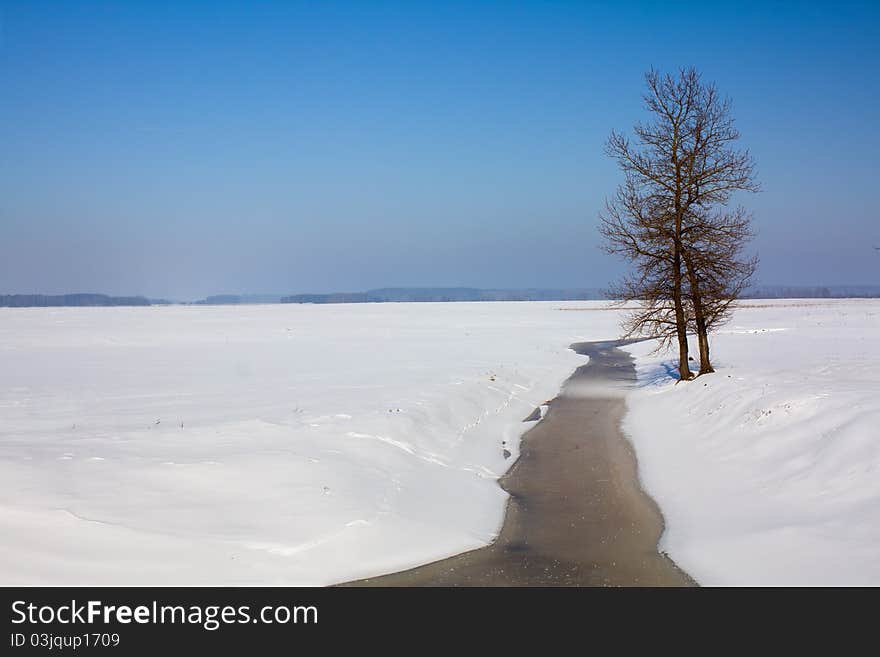 The lonely tree standing in the field in a winter season