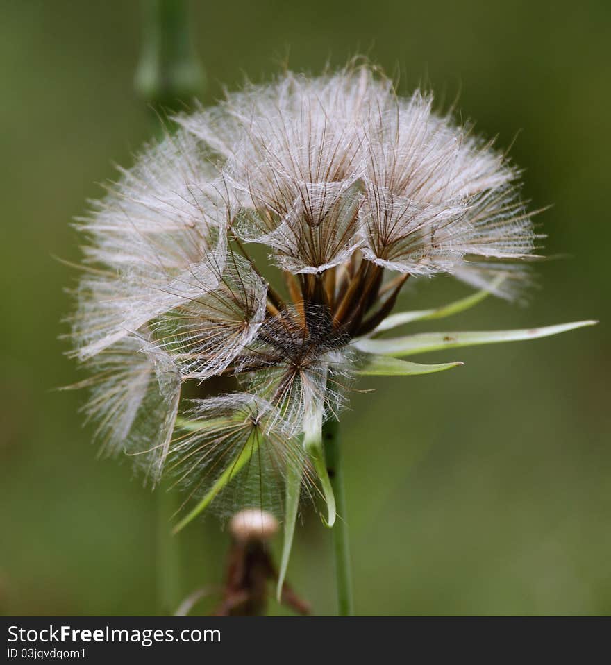 Goatsbeard Seed Head