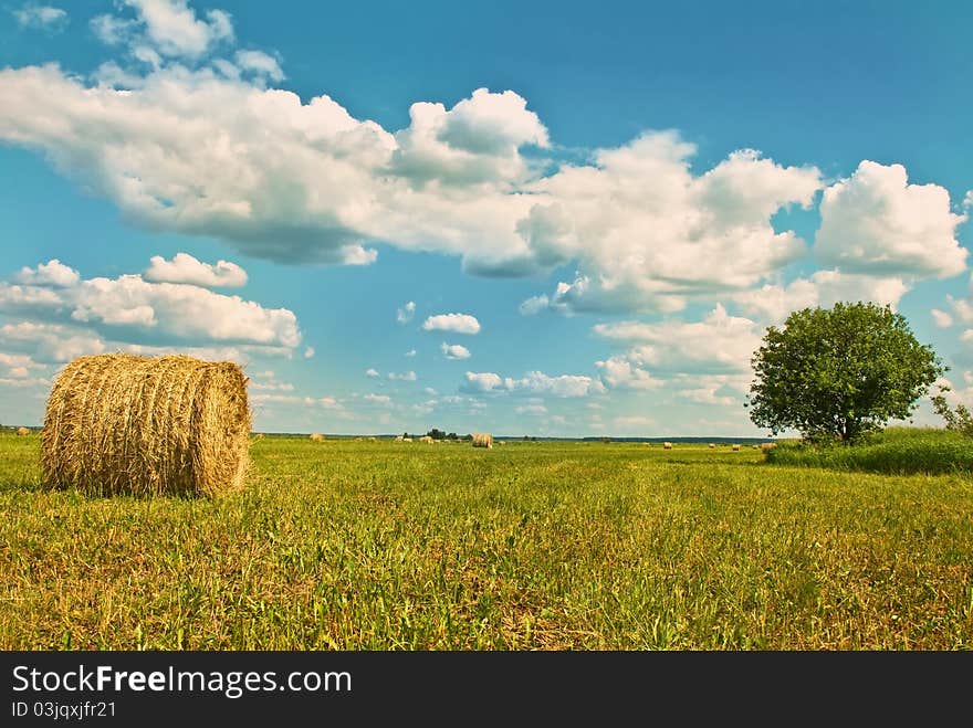 Stack Network on green herb on background blue sky. Stack Network on green herb on background blue sky