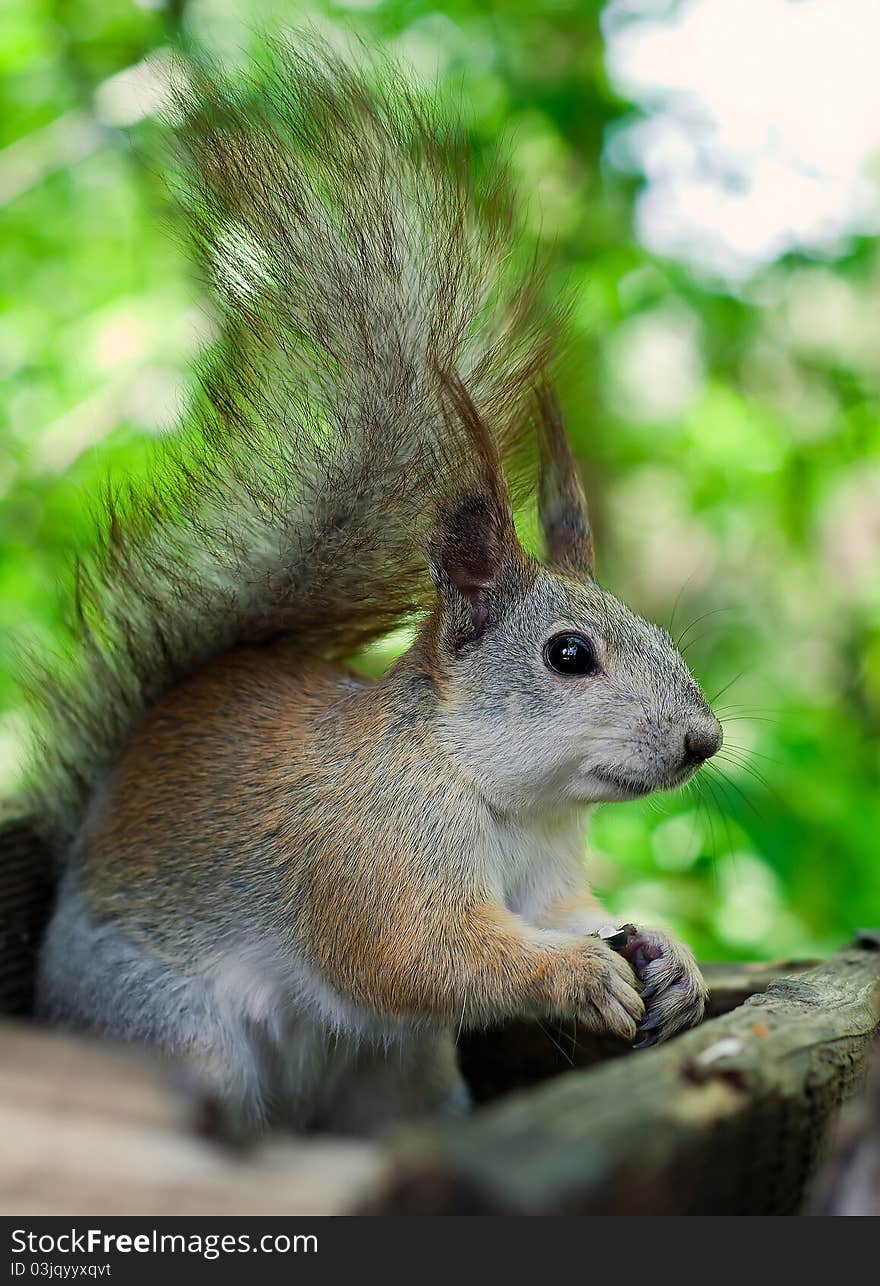 Squirrel eating seeds