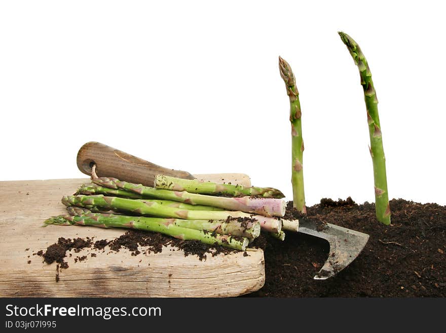 Cutting asparagus