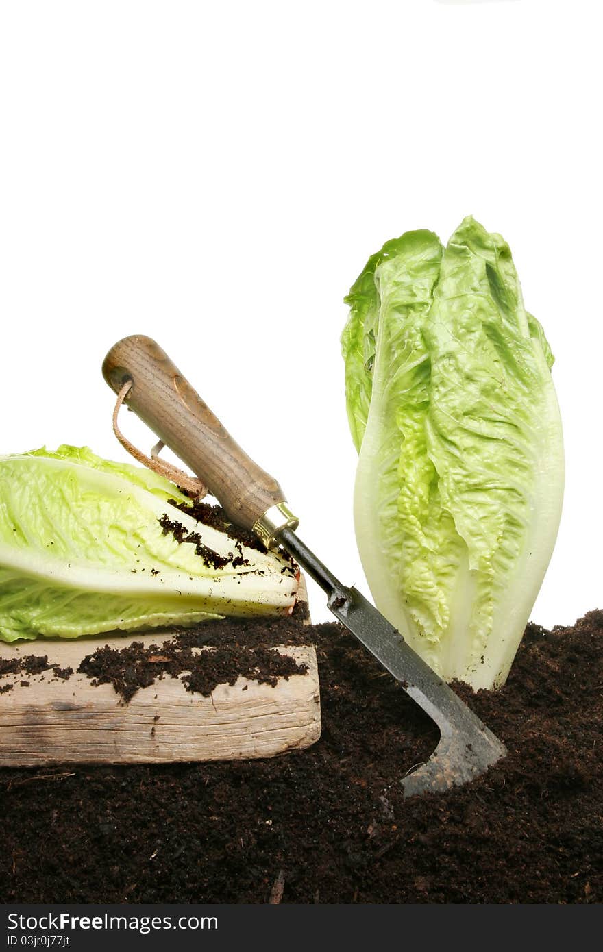 Harvesting lettuce plants growing in soil with a cutting tool