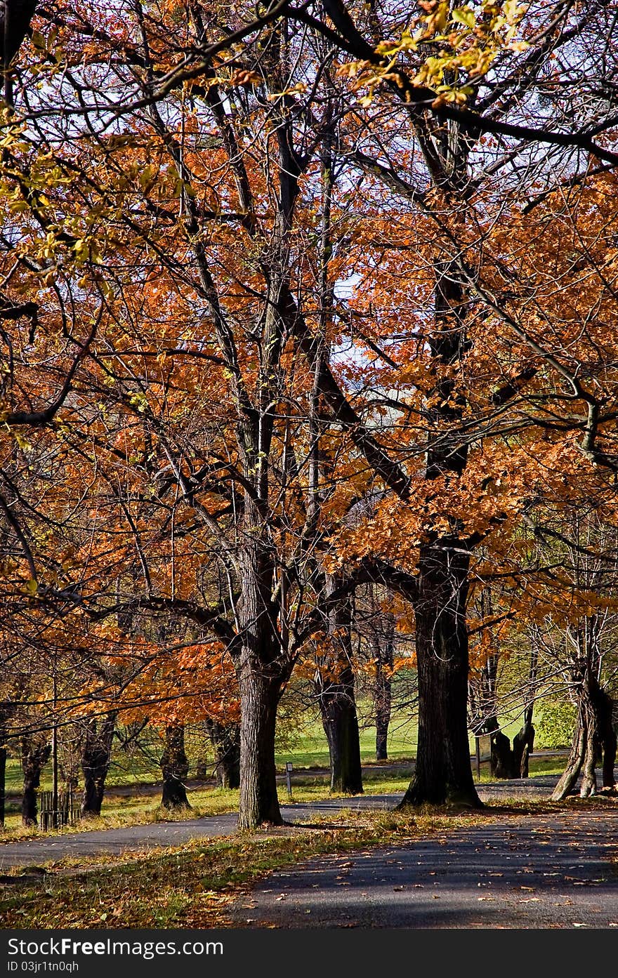 A sunlit paved road in the park. Fall season in Europe. A sunlit paved road in the park. Fall season in Europe.