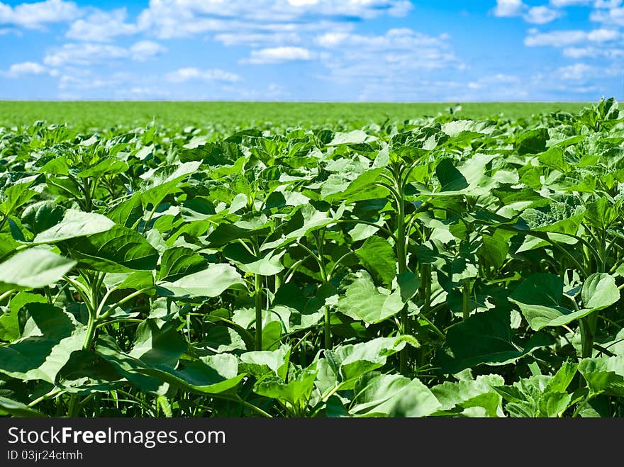 Sunflower field