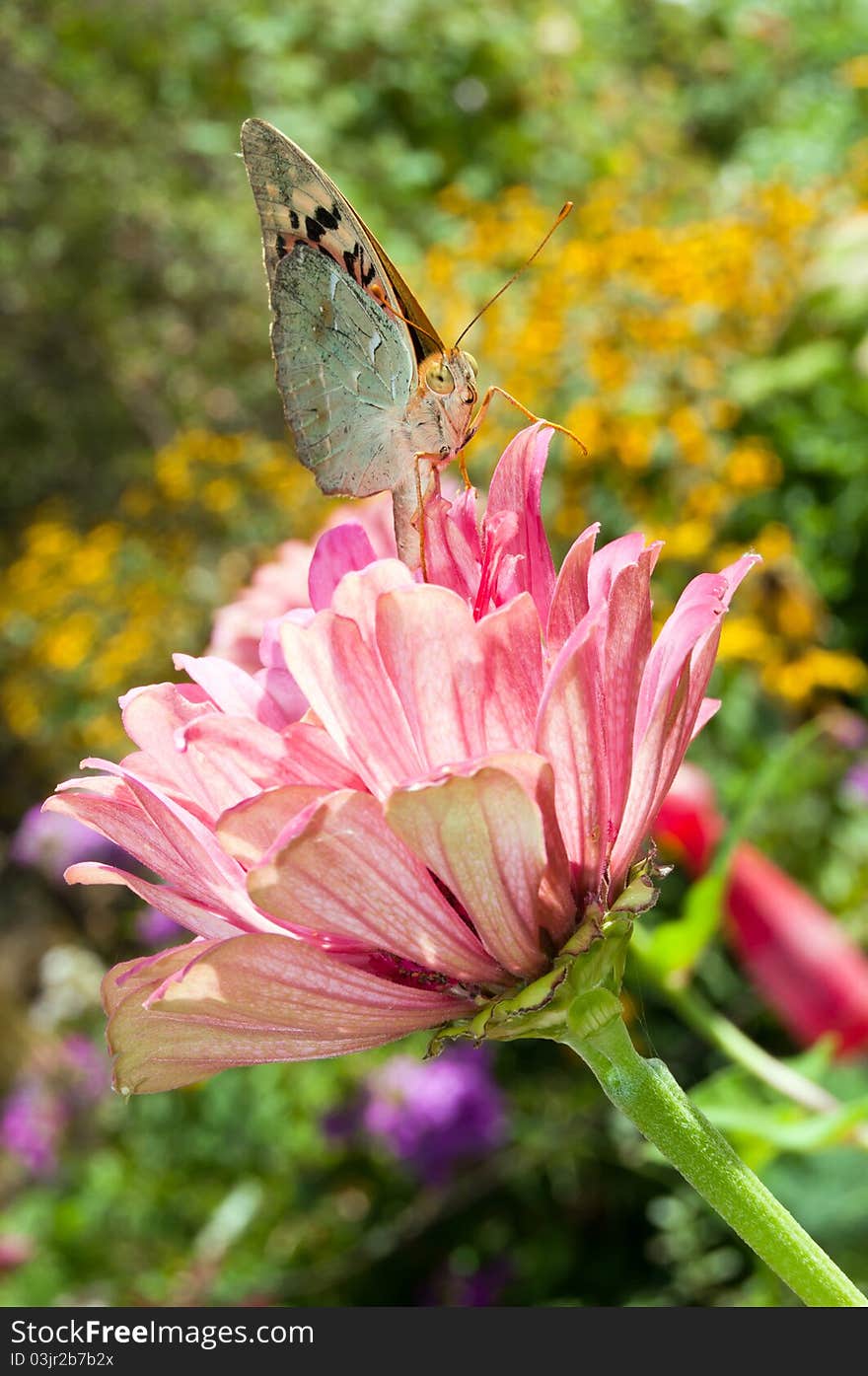 Butterfly on a flower