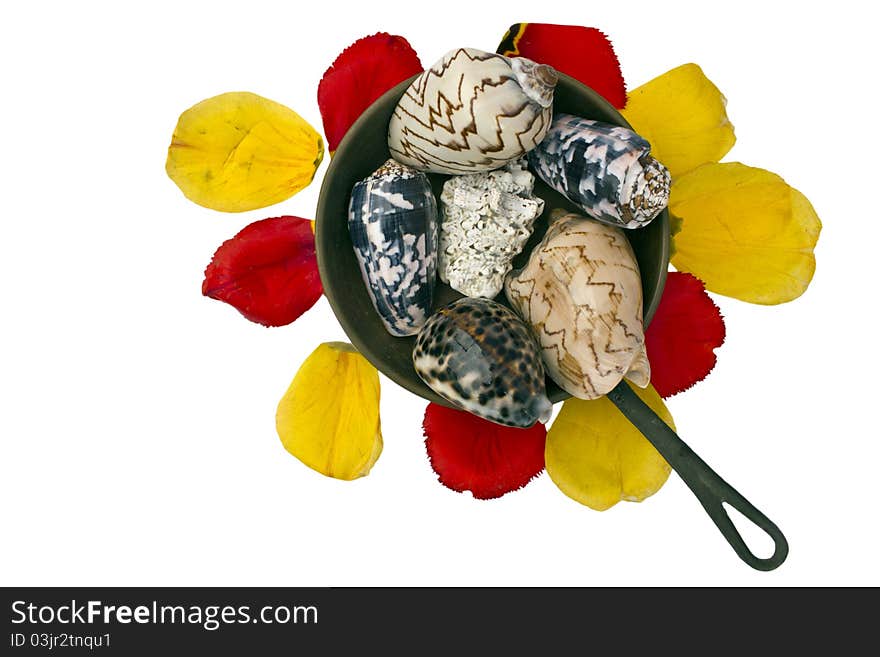 Spa subject with tulips and sea shells. Spa subject with tulips and sea shells