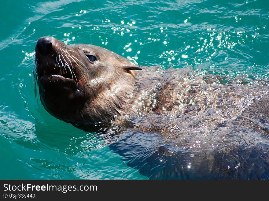 Young Seal Swimming in blue water