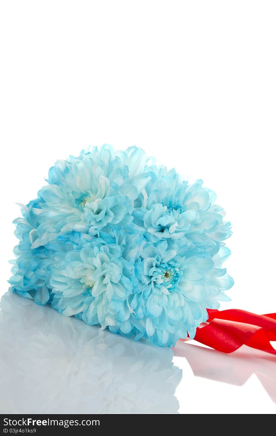 Blue chrysanthemums isolated on a white background