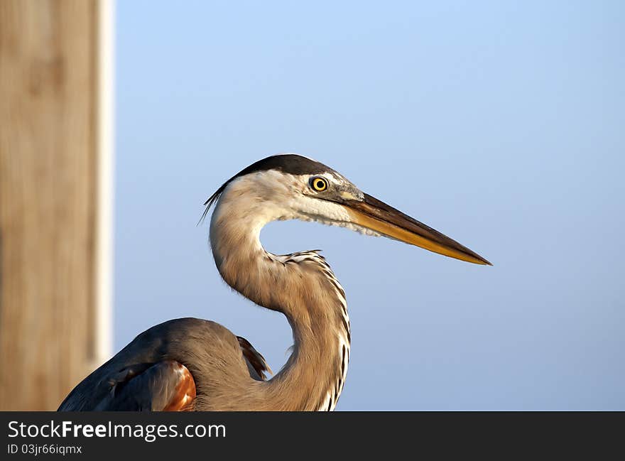 Young Gray Heron head pictured with blue sky background early morning. Young Gray Heron head pictured with blue sky background early morning