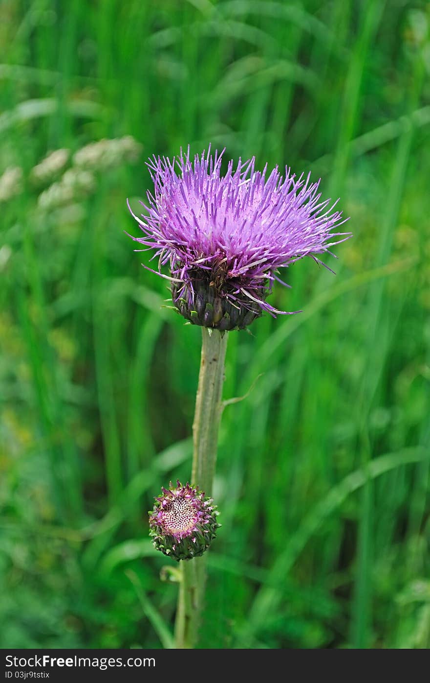 Single purple thistle flower