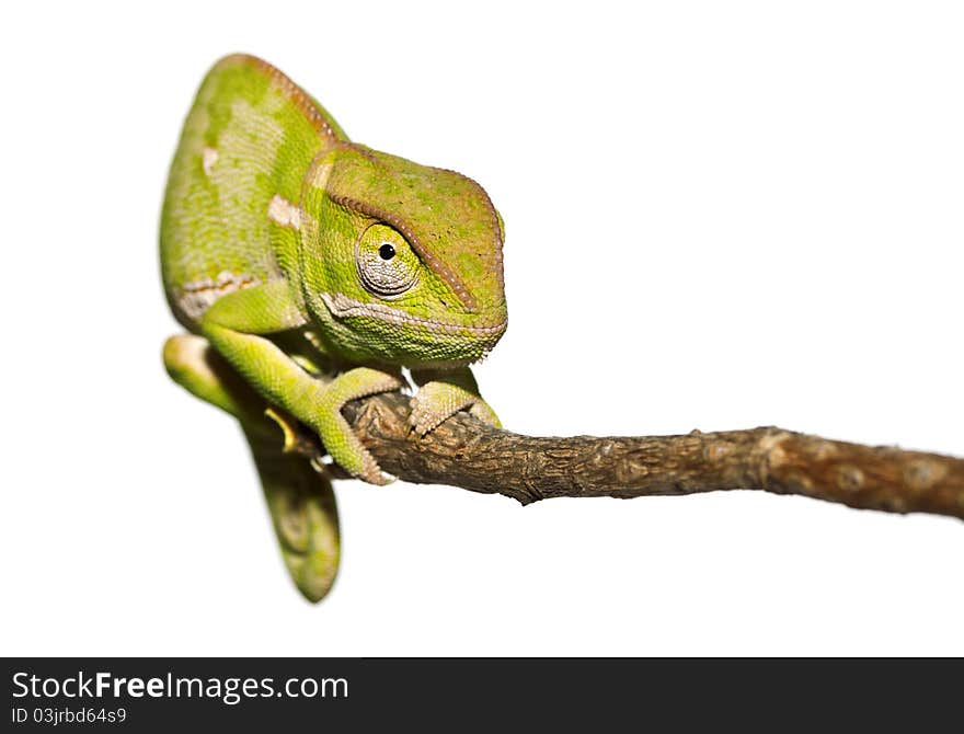 Close-up photograph of a small chameleon isolated on white, staring. Shallow depth of field. Close-up photograph of a small chameleon isolated on white, staring. Shallow depth of field.