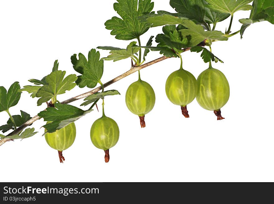 Gooseberries grow on the branch / Isolated image. Gooseberries grow on the branch / Isolated image