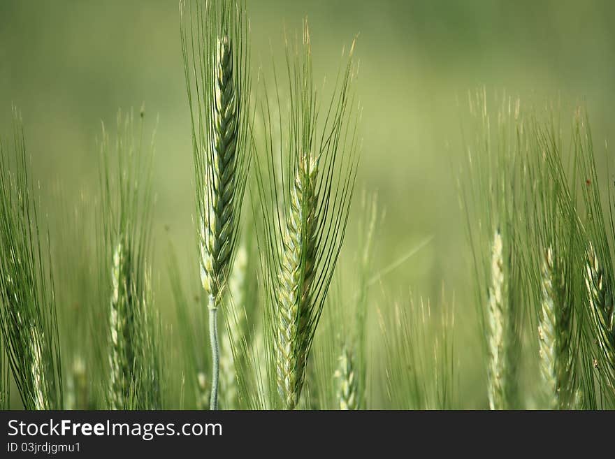 Ear of green wheat in a field