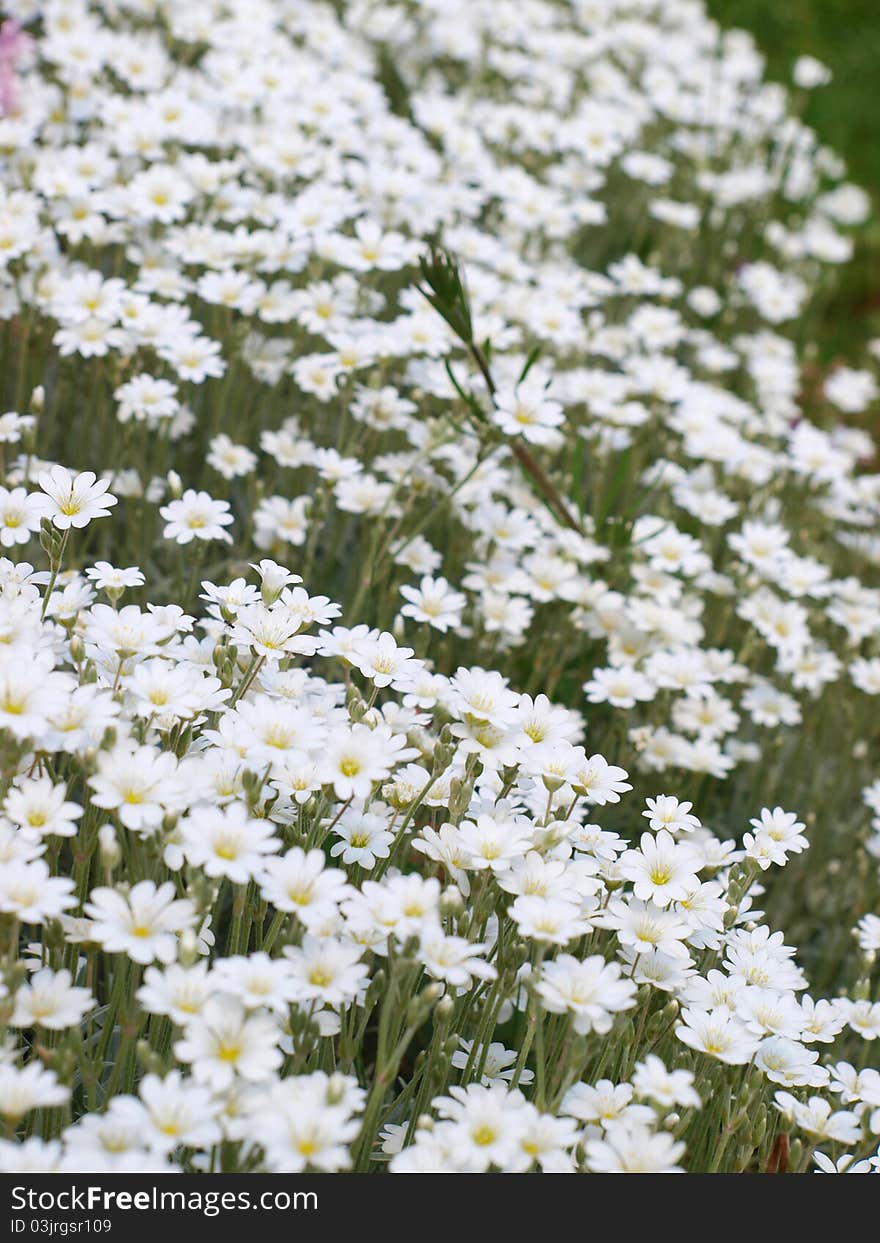 White Flowers