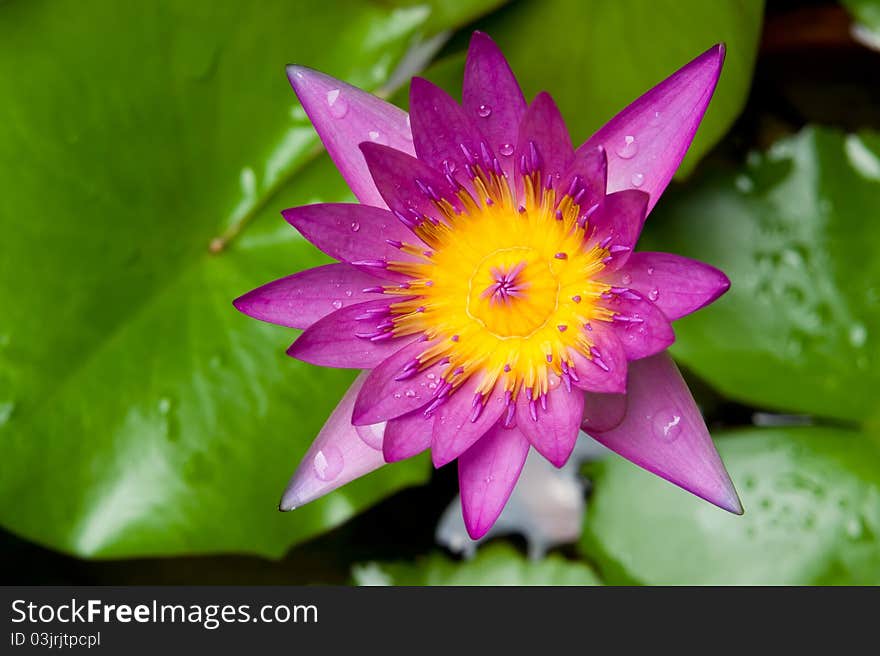 Mauve lotus flower blooming in the pond. The lotus is national flower for Thailand,India,Kampuchea and Bengal. Lotus flower in Asia is a important culture symbol.