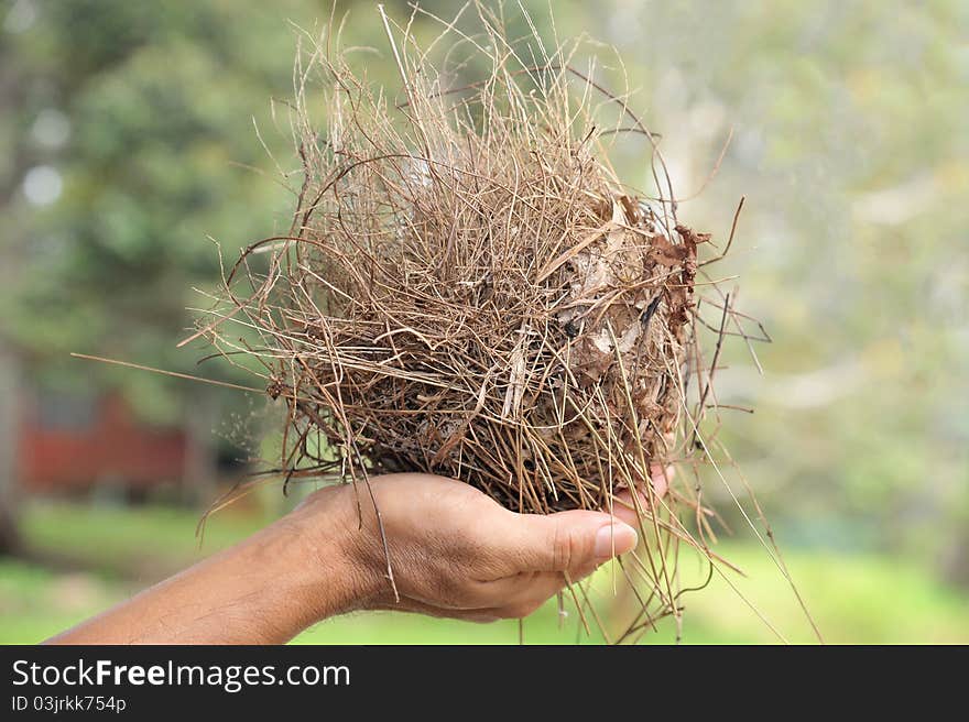 Closeup Of Hand Holding A Bird Nest