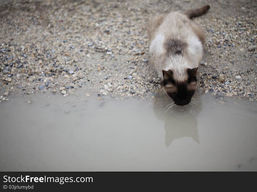 Stray Siamese cat sipping from a dirty puddle. Stray Siamese cat sipping from a dirty puddle.