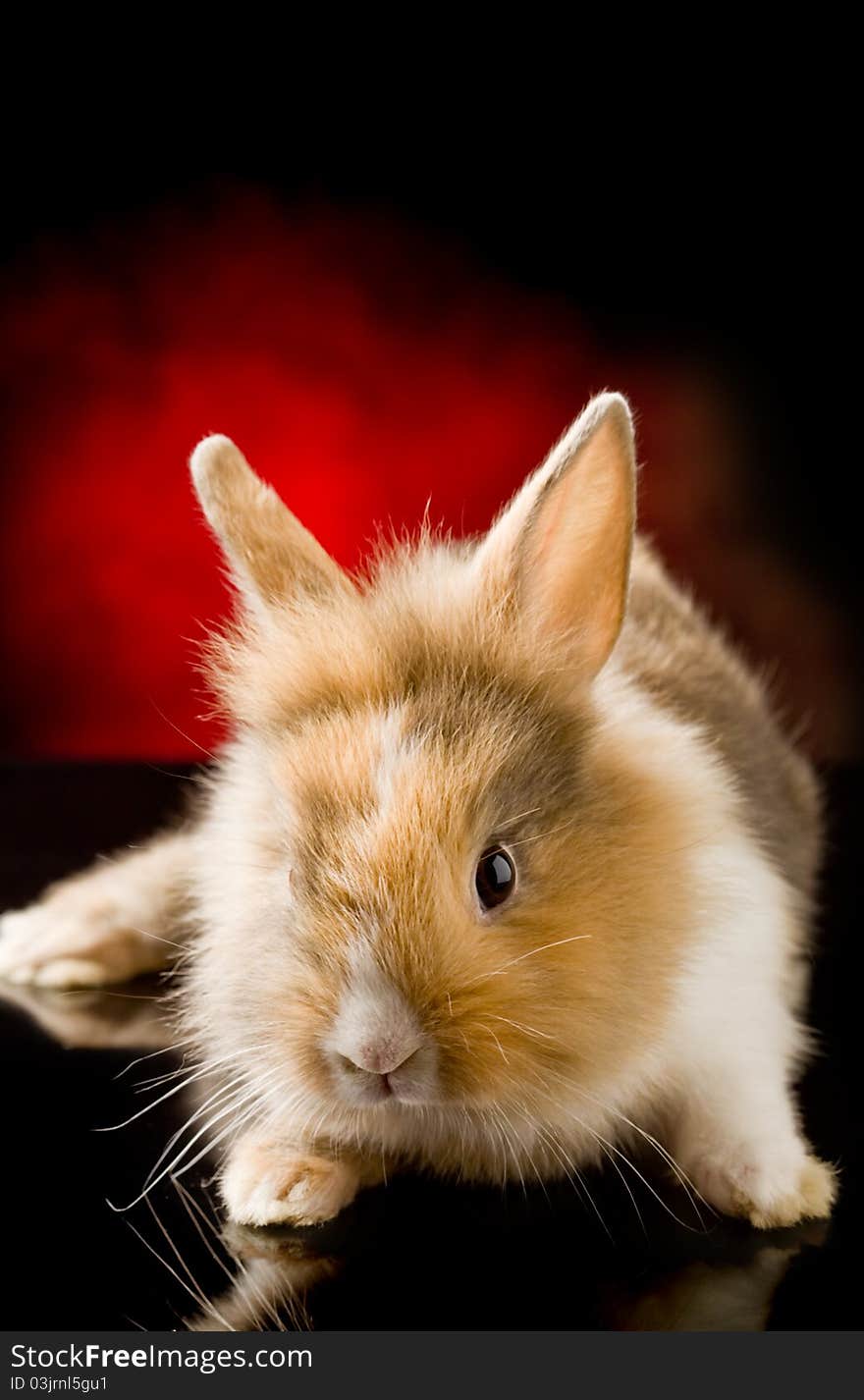 Photo of adorable dwarf rabbit with lion's head on black glass table