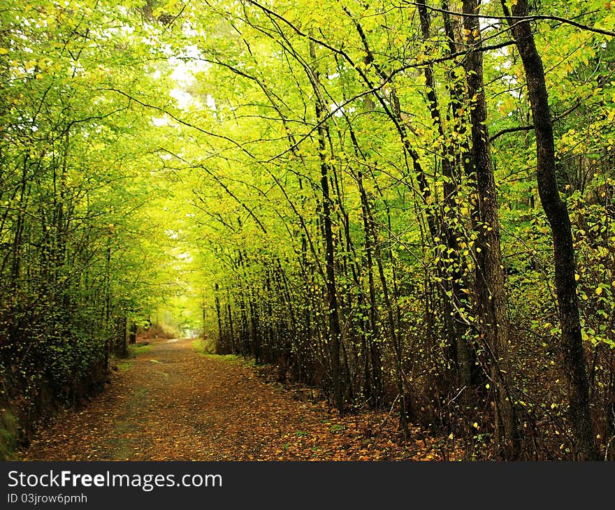 Autumn alley in the park, Snowy Mountains, Australia