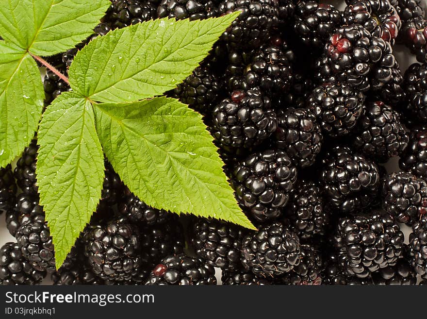 Blackberries with raspberry leaf