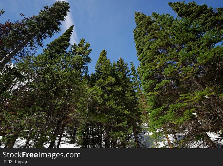 Forest in Rocky Mountain National Park.