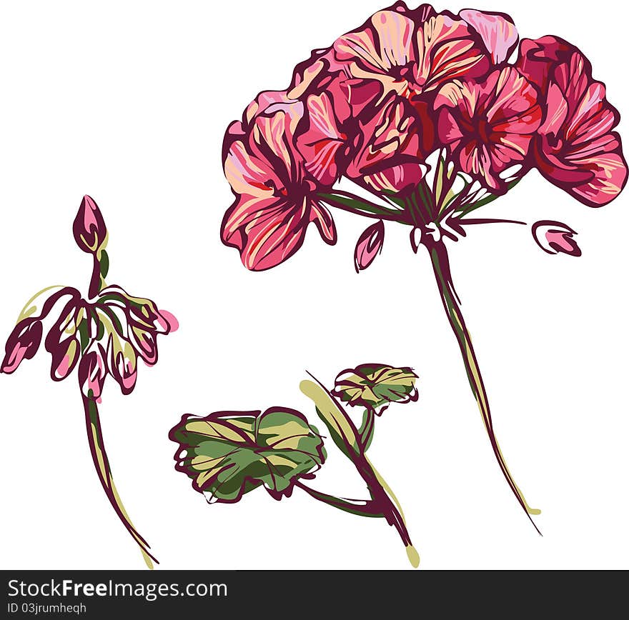 Color image of a houseplant rosebud geranium