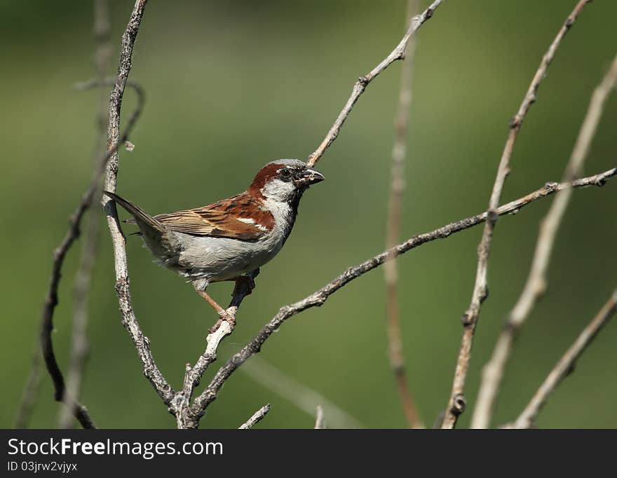 The sparrow   bird sits on a branch of a tree