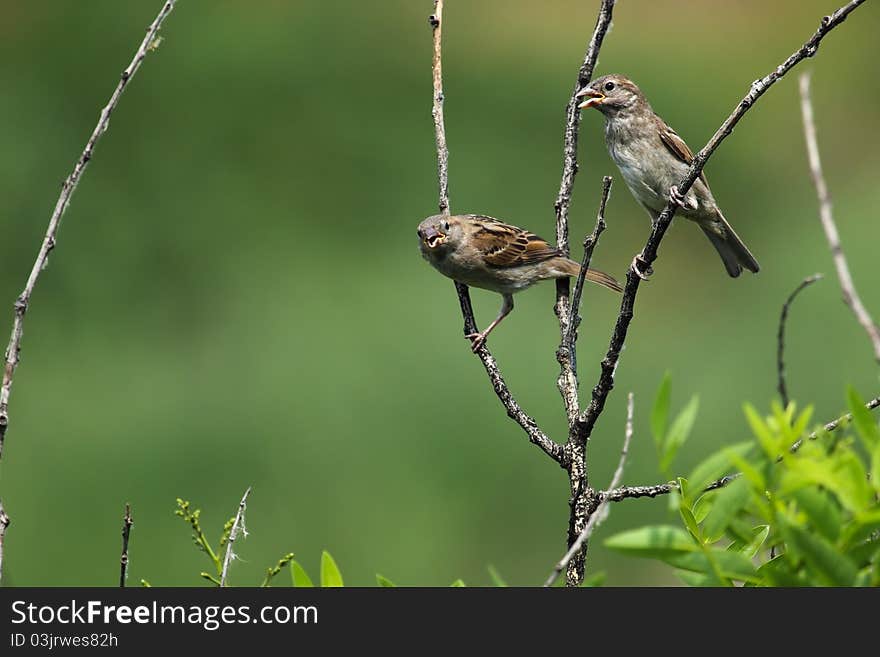 The sparrow bird sits on a branch of a tree. The sparrow bird sits on a branch of a tree