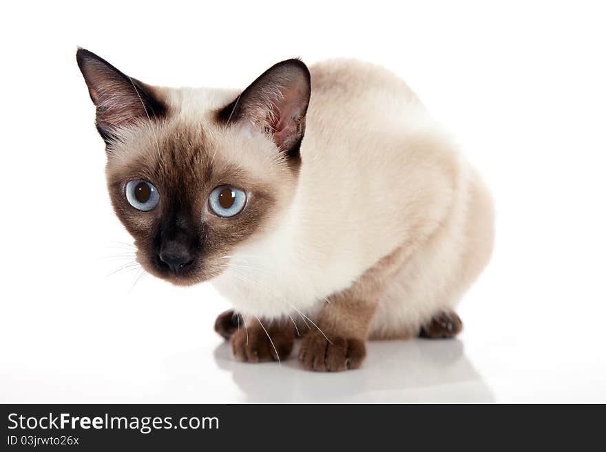 Beautiful Siamese Cat Crouching isolated on white background. Beautiful Siamese Cat Crouching isolated on white background