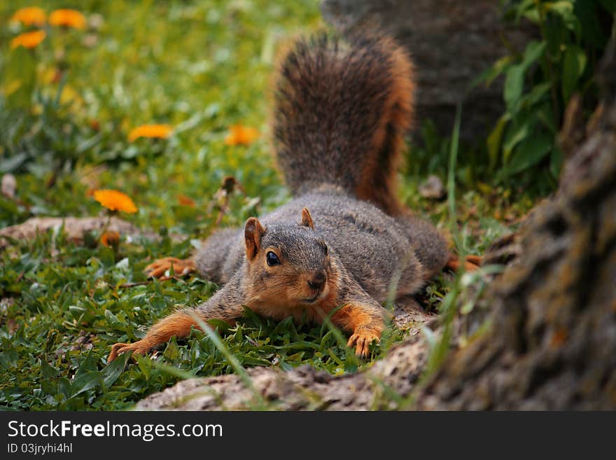 Cute squirrel playing in the grass and dandelions.