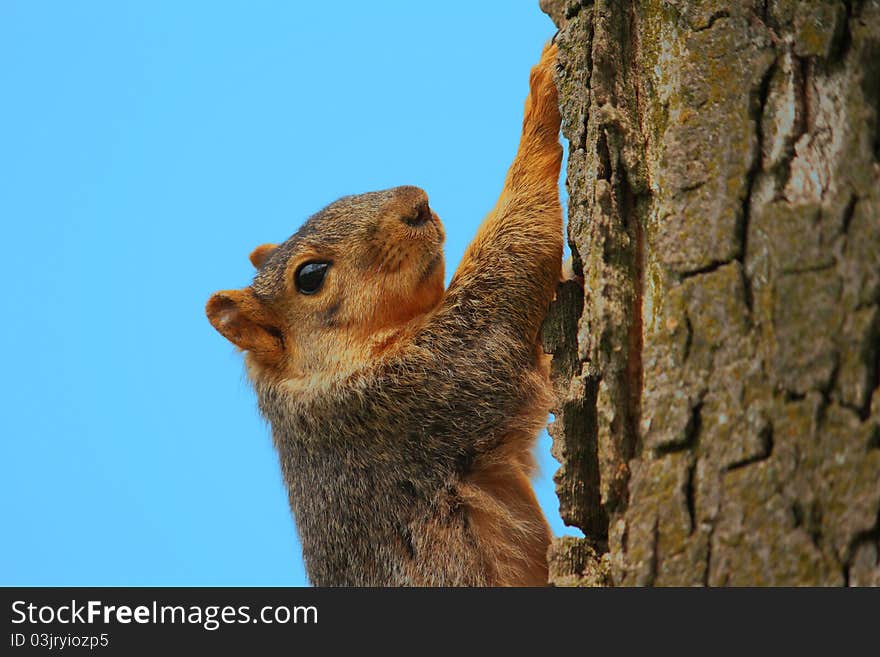 Adorable squirrel climbing up a tree with blue sky background.