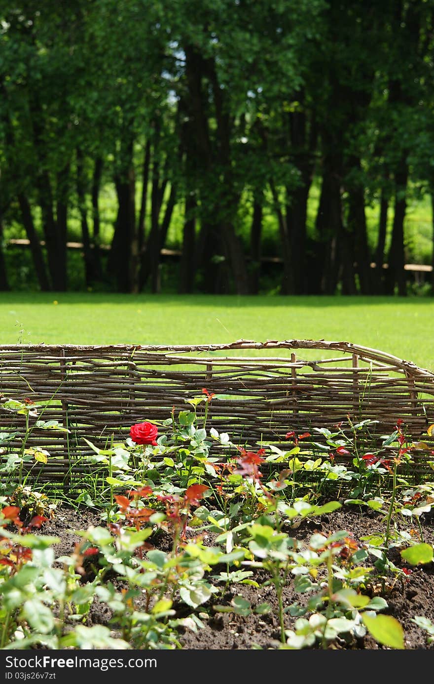 The first rose blossoms in the garden. Detailed texture of the fence, trees in the background. The first rose blossoms in the garden. Detailed texture of the fence, trees in the background