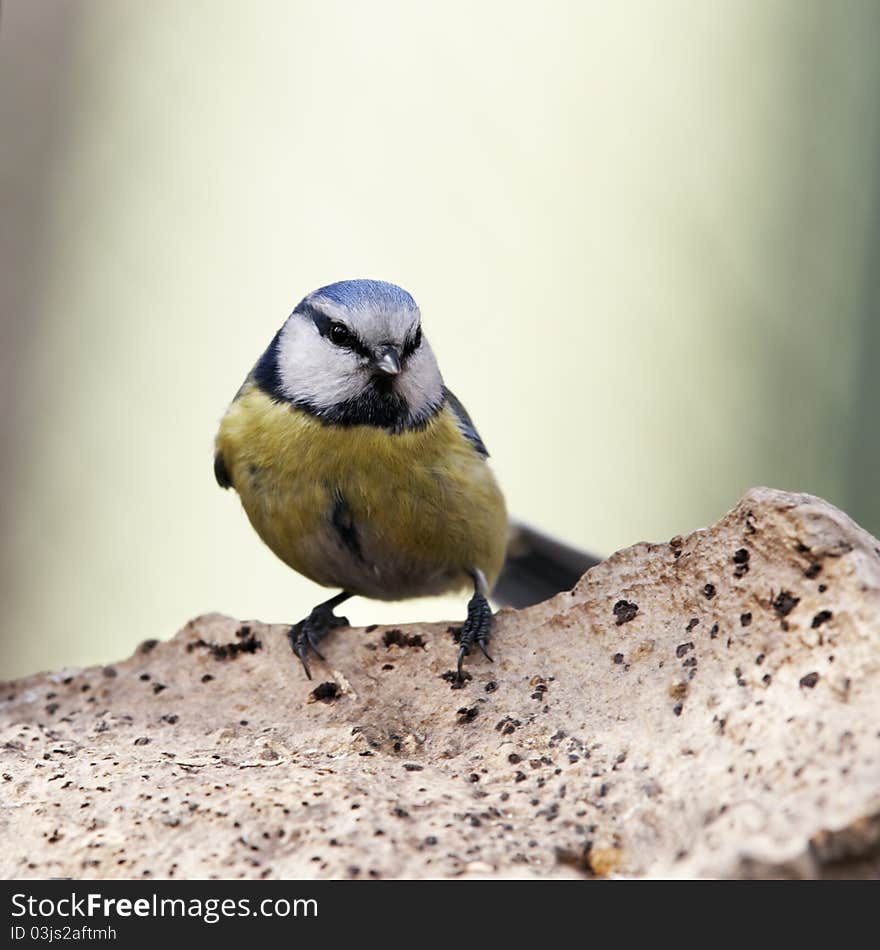 Blue tit sitting on mushroom - chaga