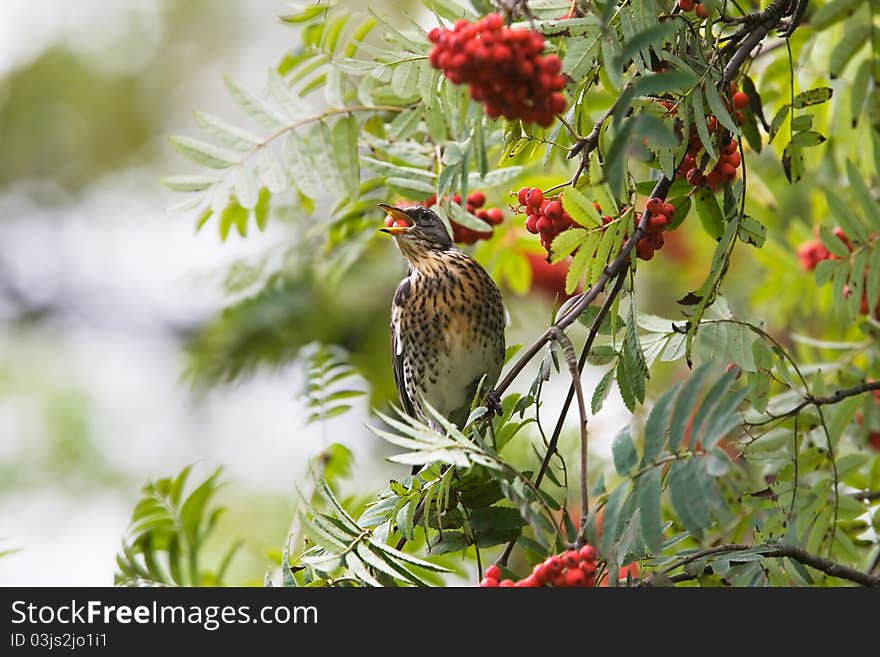 Fieldfare on rowan-tree